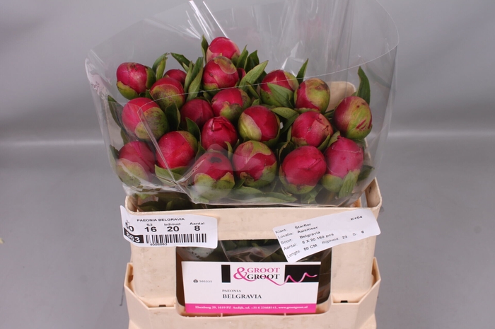 <h4>Paeonia Belgravia | Heavy Quality</h4>
