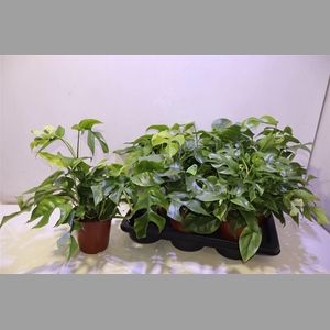Monstera Ov