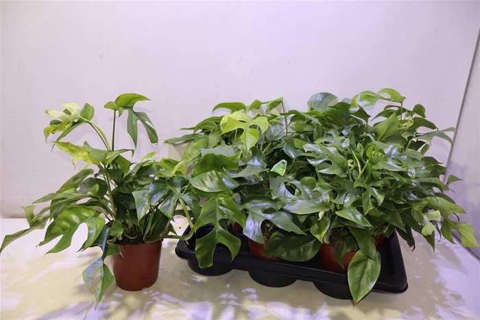 <h4>Monstera Ov</h4>