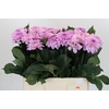 Dahlia Sweet Suprise