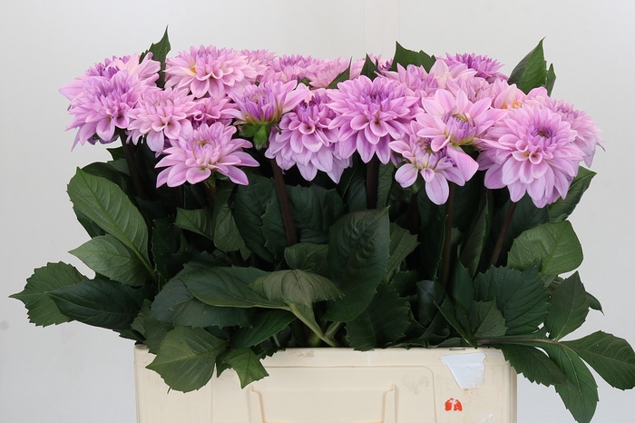 <h4>Dahlia Sweet Suprise</h4>