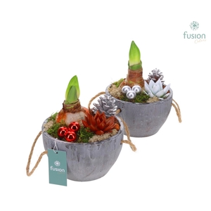 Cement pot Amaryllis met kerstdecoratie
