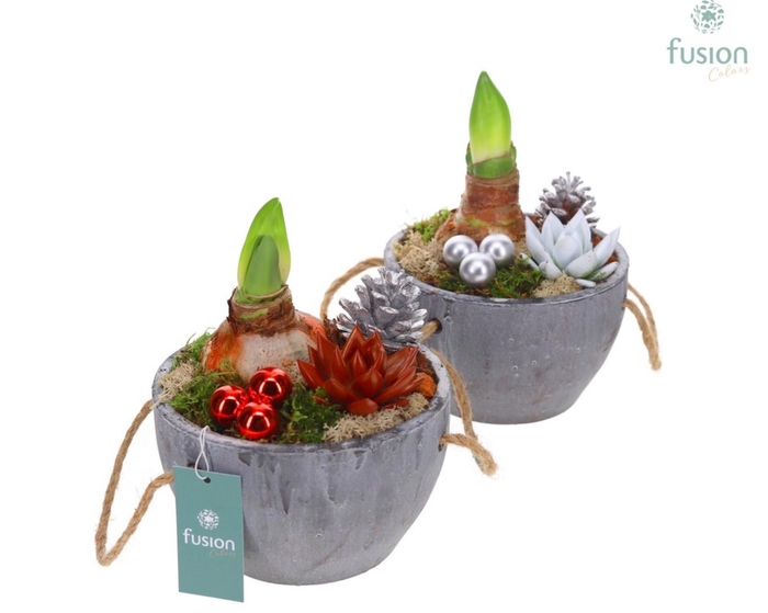<h4>Cement pot Amaryllis met kerstdecoratie</h4>