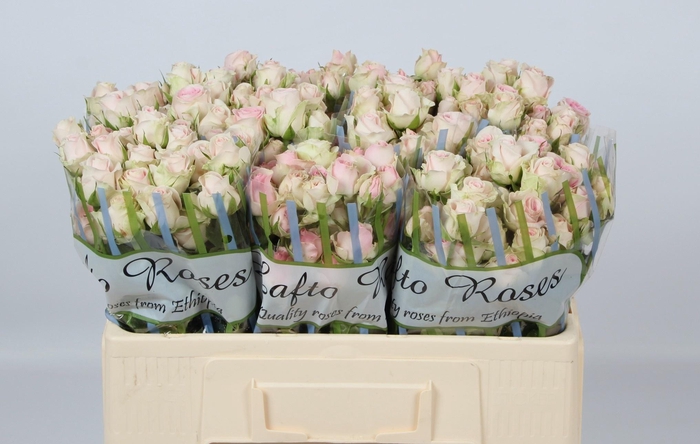 <h4>R TR DINARA</h4>