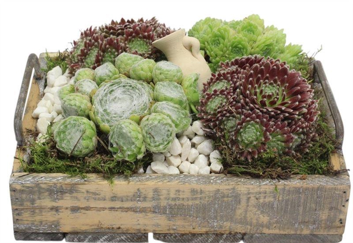 <h4>4745 DIENBLAD RH SEMP</h4>