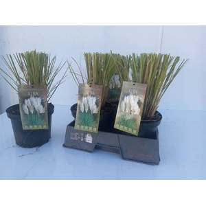 Cortaderia selloana (Pampasgras) 19Ø 37cm