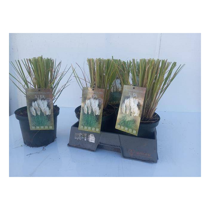 <h4>Cortaderia selloana (Pampasgras) 19Ø 37cm</h4>