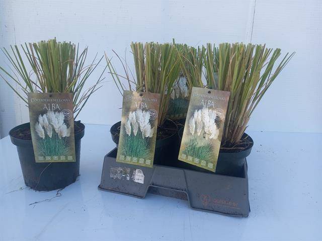 Cortaderia selloana (Pampasgras) 19Ø 37cm