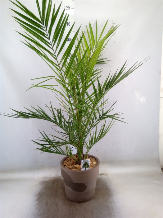<h4>Arr.   Tuinplanten H%</h4>