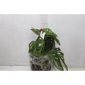 MONSTERA ADANSONII C21 PENDENTE