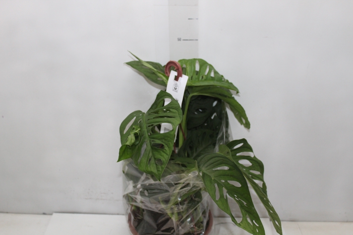 <h4>MONSTERA ADANSONII C21 PENDENTE</h4>