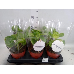Pilea   ...