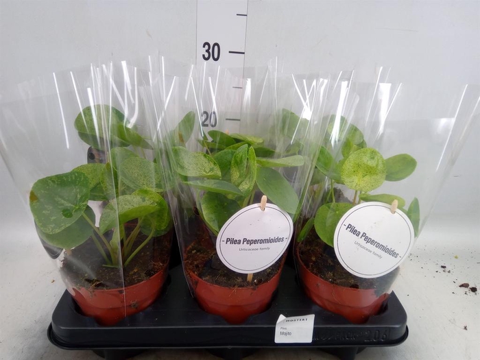 <h4>Pilea   ...</h4>