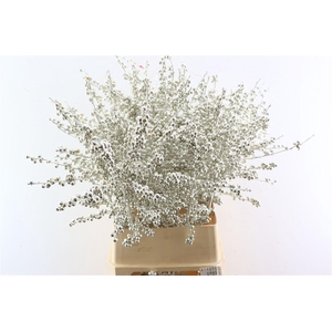 Ilex Klbh Platina Stem