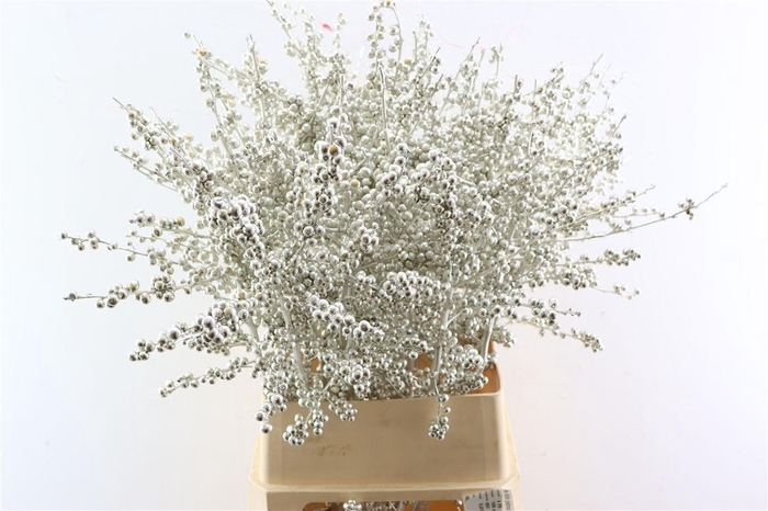 Ilex Klbh Platina Stem