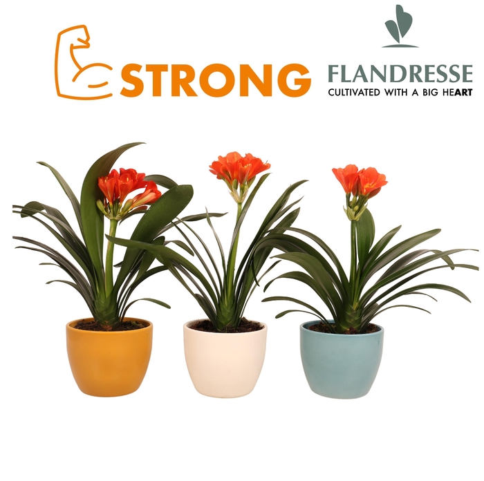 <h4>Clivia Flandresse® orange 'Keramiek Florentina' P13</h4>