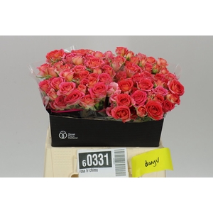 Rosa Tr Chimo