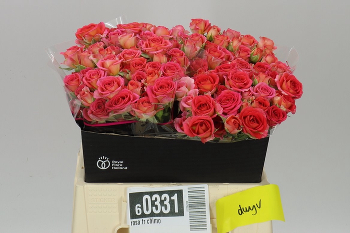 <h4>Rosa Tr Chimo</h4>