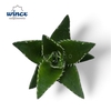 Aloe Mitriformis Cutflower Wincx-8cm