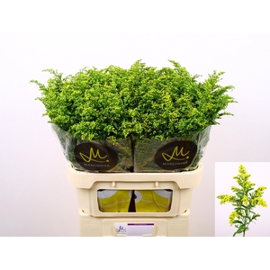 Solidago Carzan Glory