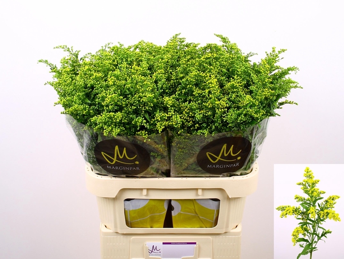 <h4>Solidago Carzan Glory</h4>