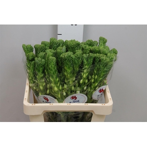 Ornit Thy White Star