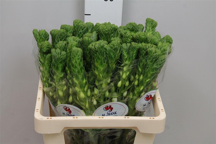 <h4>Ornit Thy White Star</h4>