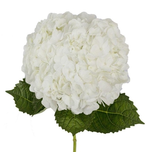 Hydrangea Premium White