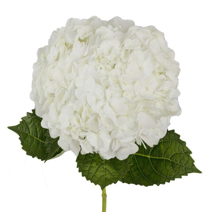 <h4>Hydrangea Premium White</h4>