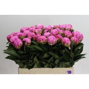 Paeonia Dr Alexander Fleming