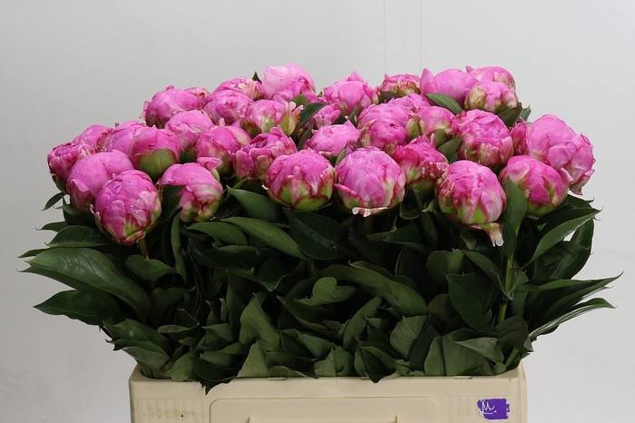 <h4>Paeonia Dr Alexander Fleming</h4>