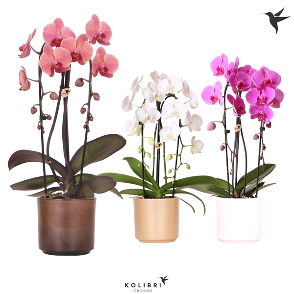 <h4>Kolibri Orchids Cascade niagara fall 2spike in simplicity mix</h4>