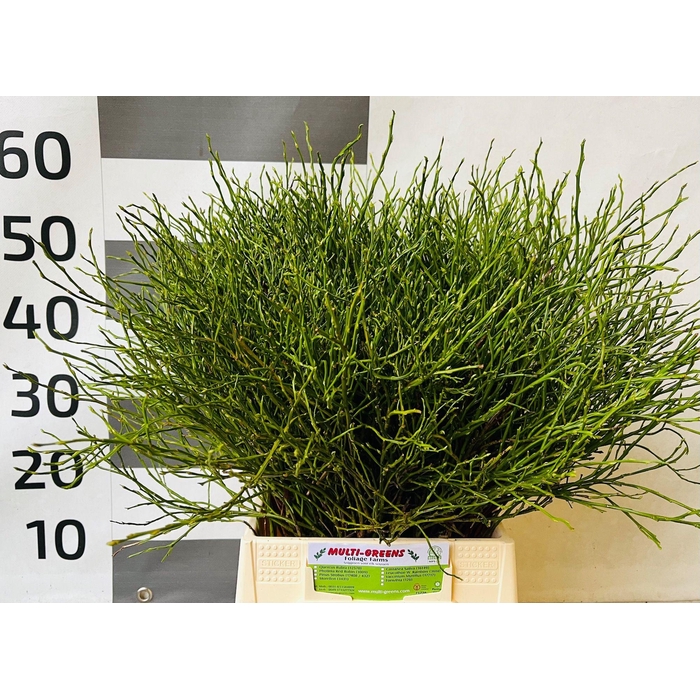 <h4>VACC HUCKLEBERRY BS</h4>