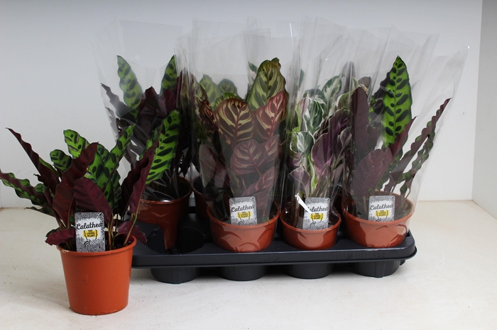 <h4>CALAT GEM 3 SRT</h4>