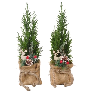 PTK25136 Ellwoodii in jute met decoratie