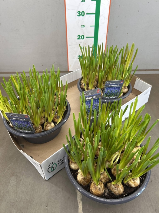 <h4>MUSCAR BIG SMILE</h4>