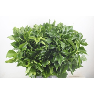 Hedera Leaves 400gr P Bunch