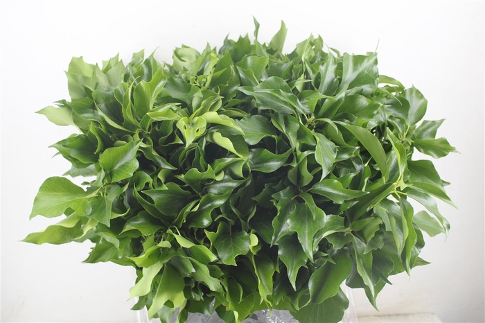 <h4>Hedera Leaves 400gr P Bunch</h4>