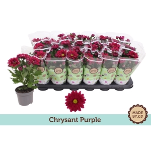 Chrysant Dark Pink