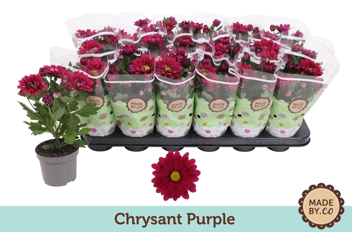 <h4>Chrysant Dark Pink</h4>