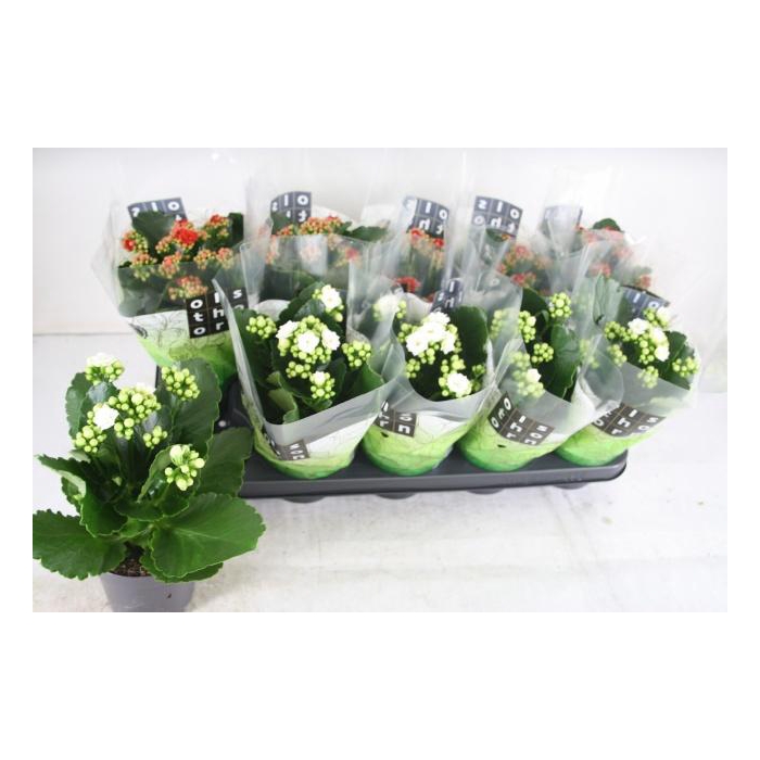 <h4>KAL GE GEM 2 KL</h4>