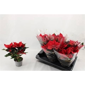 EUPHOR P CHR UNIVERS