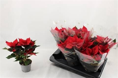 <h4>EUPHOR P CHR UNIVERS</h4>