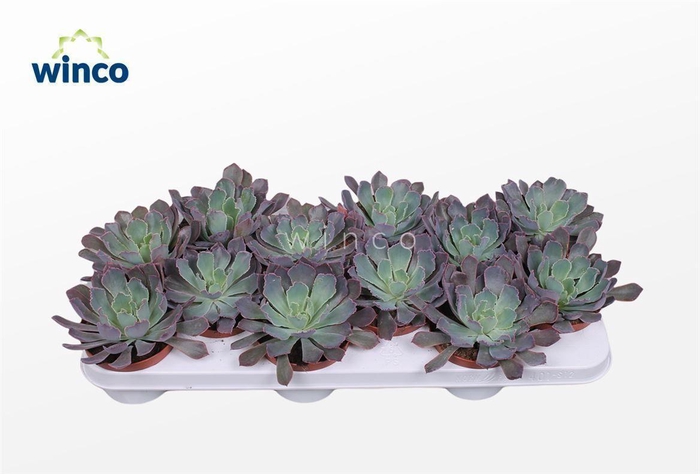 <h4>Echeveria Neonbreaker</h4>