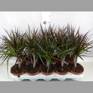 Dracaena marg. 'Magenta'