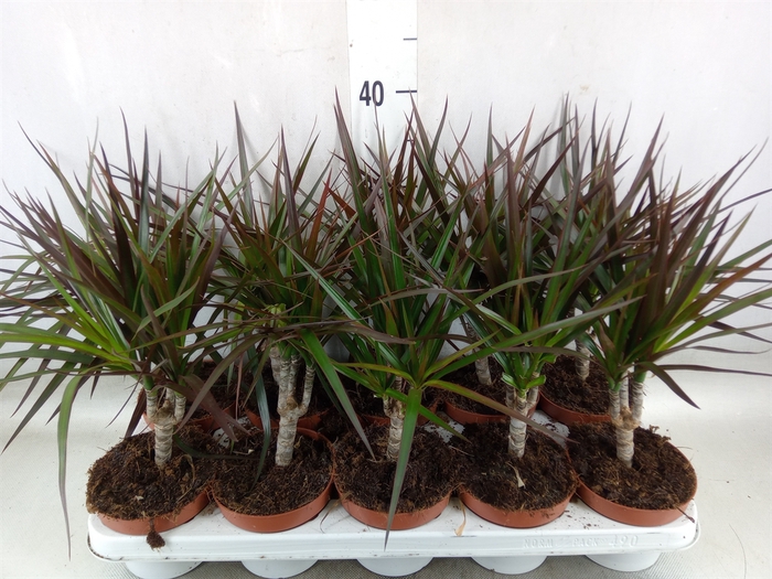 <h4>Dracaena marg. 'Magenta'</h4>