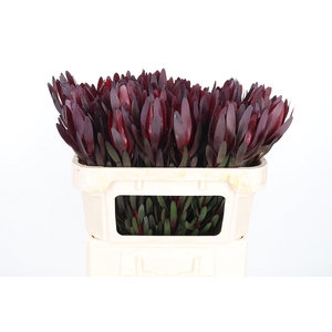 Leucadendron Safari Sunset