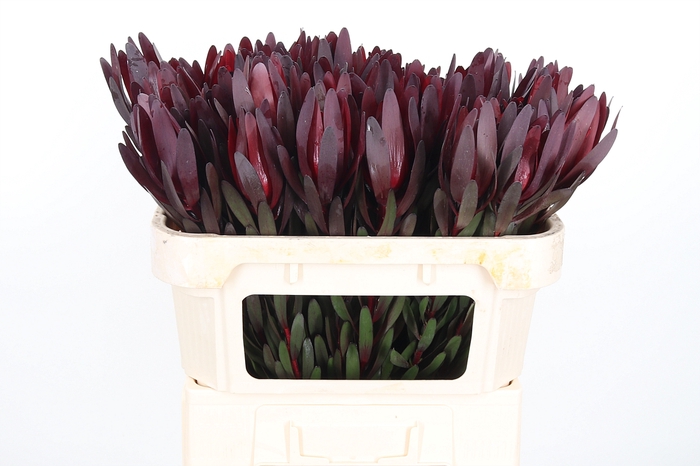 <h4>Leucadendron Safari Sunset</h4>