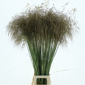 Stipa Gold