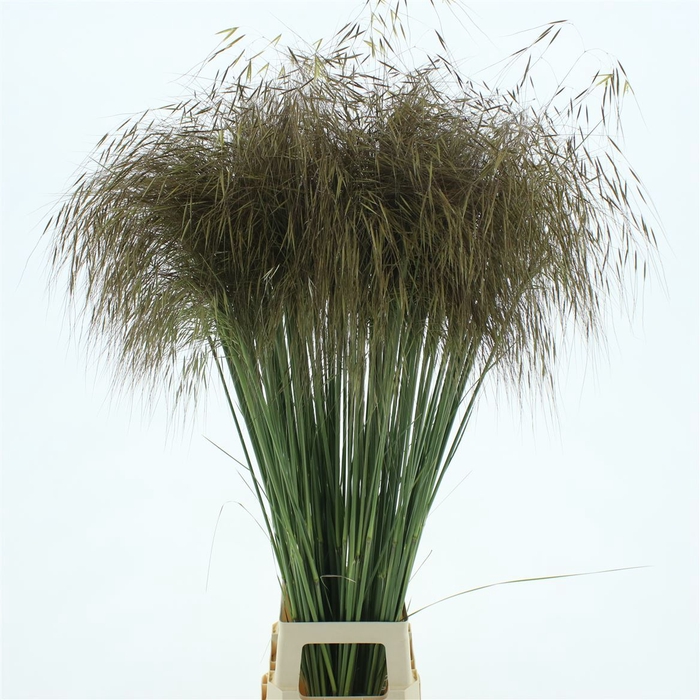 <h4>Stipa Gold</h4>